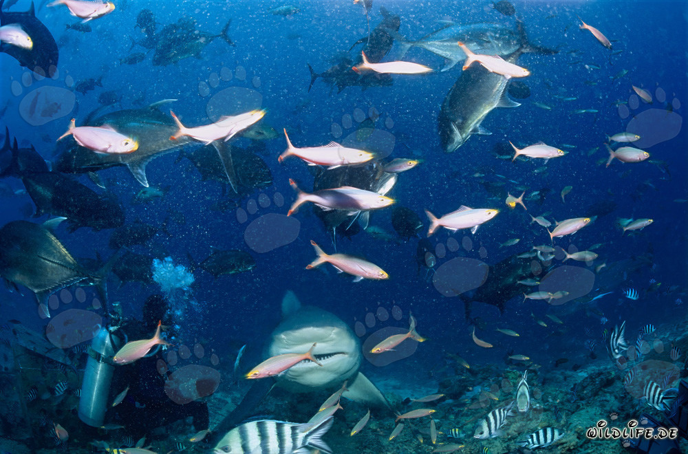 Erleben Sie die Faszination des Bullenhais hautnah in der Beqa Lagoon