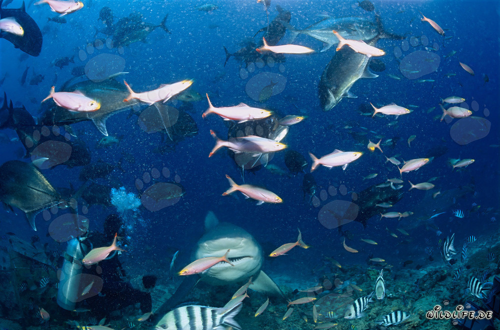 Incontro imponente: squalo toro e subacqueo nella laguna di Beqa