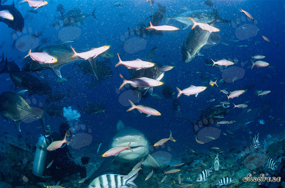 Encuentro imponente: tiburón toro y buzo en la laguna de Beqa