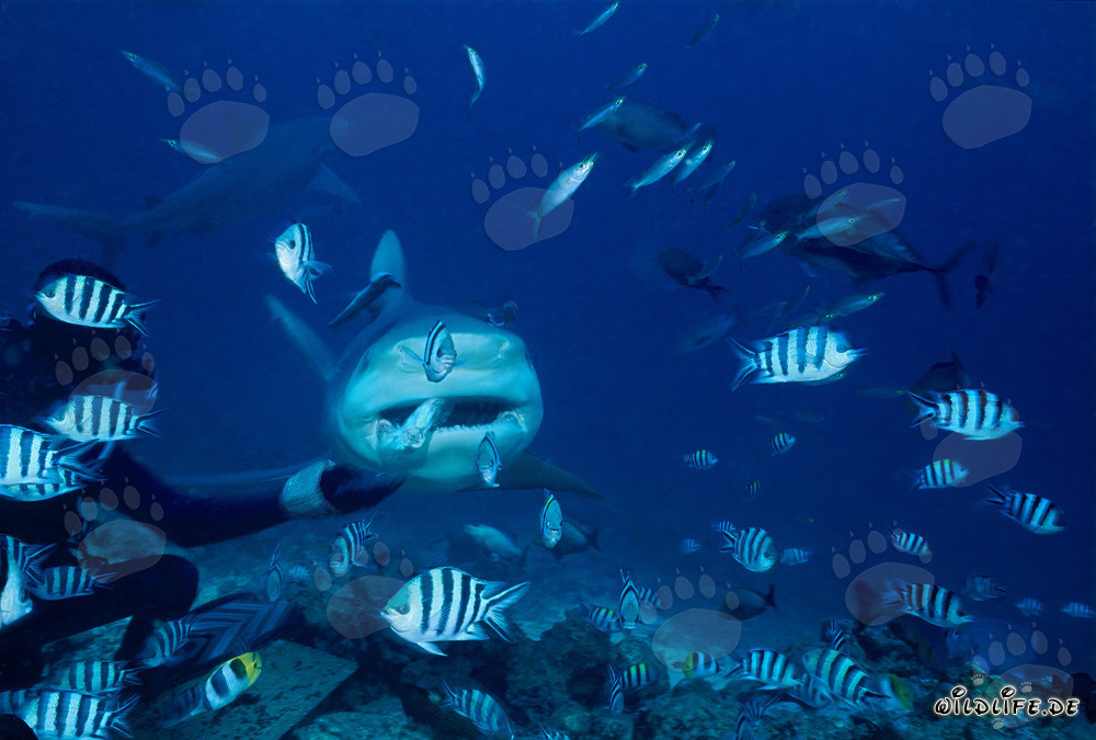 Fascinating Encounter: Diver hands over bait fish to impressive Bull Shark