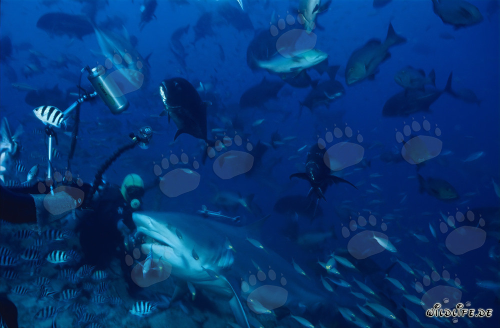 Fascinating Encounter: Diver and Impressive Bull Shark
