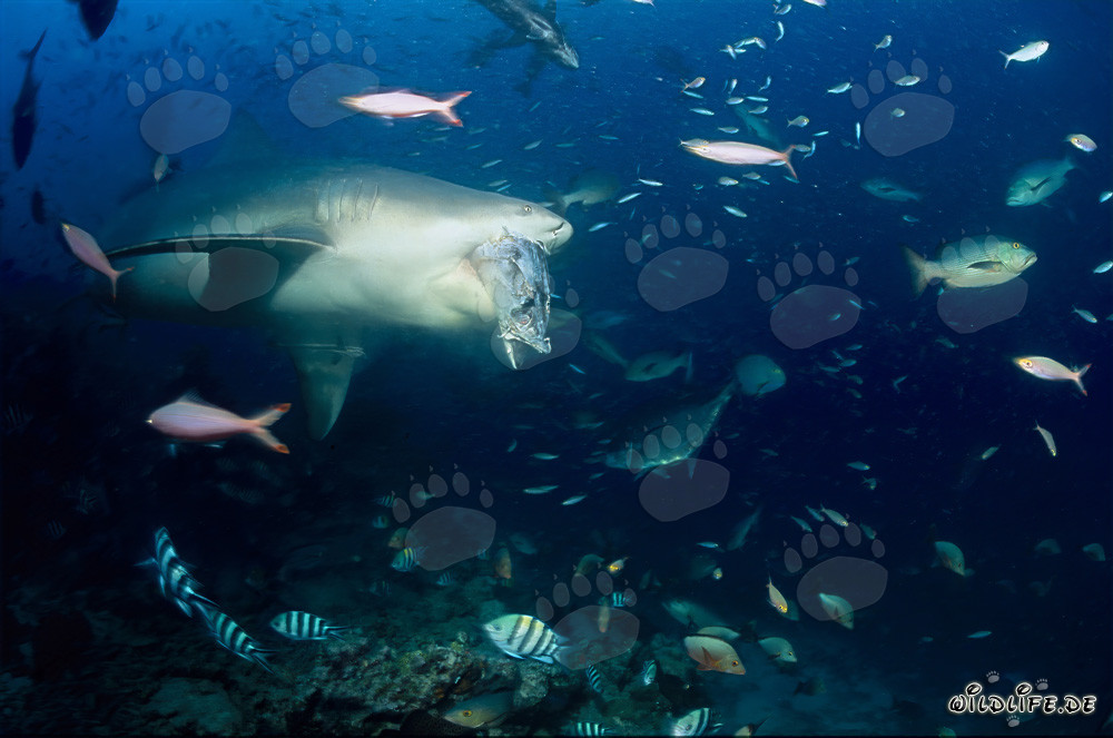 Ataque de tiburón toro: Depredador temible
