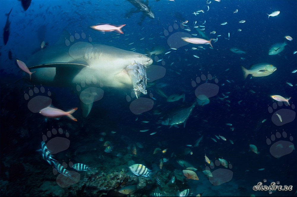 Attacco squalo toro: Predatore spaventoso