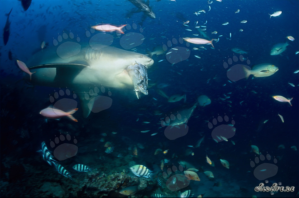Attaque de requin taureau : Prédateur redoutable