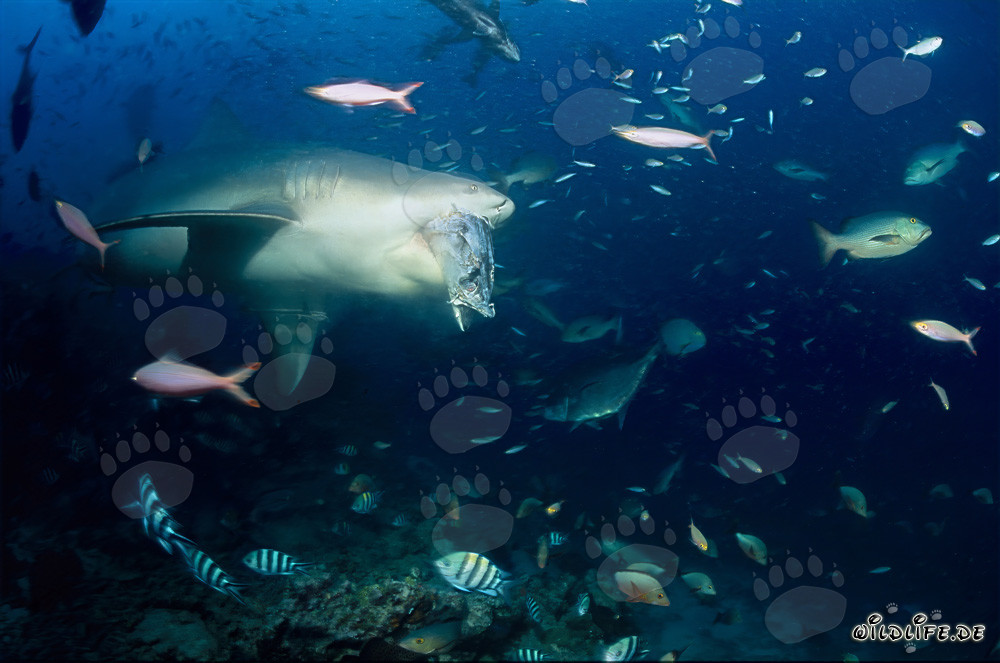 Bull Shark Attack: Terrifying Predator