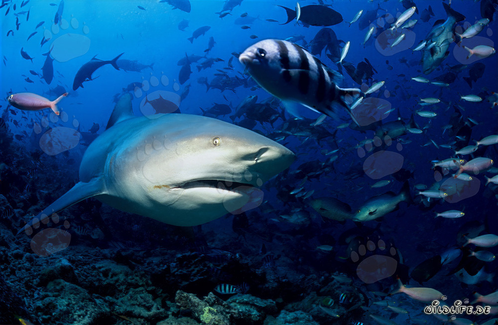 Fascinating Bull Shark explores the colorful reef of Beqa Lagoon in Fiji