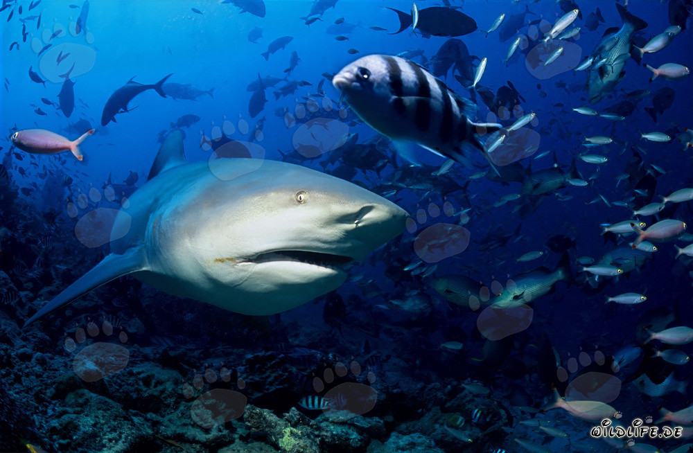 Faszinierender Bullenhai erkundet das farbenfrohe Riff von Beqa Lagoon in Fiji