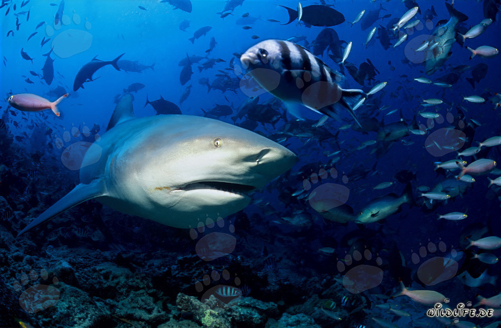 Requin taureau fascinant explore le récif coloré de Beqa Lagoon aux Fidji