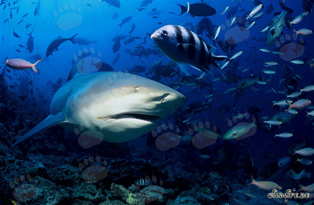 Affascinante squalo toro esplora il colorato reef di Beqa Lagoon alle Figi