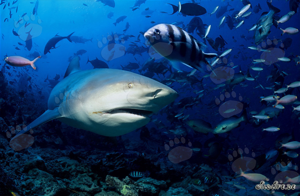 Fascinante tiburón toro explora el colorido arrecife de Beqa Lagoon en Fiji