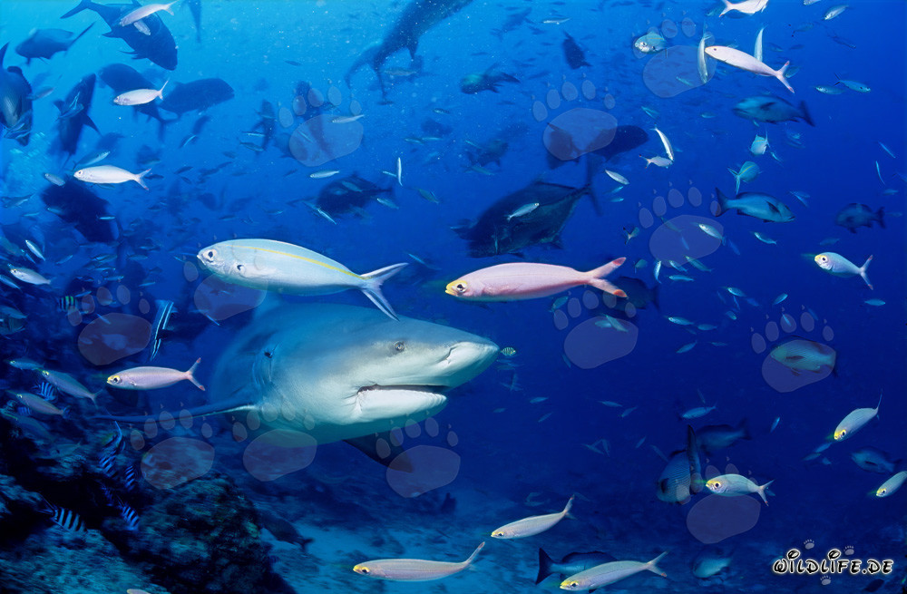 Impressive bull shark surrounded by a school of fish