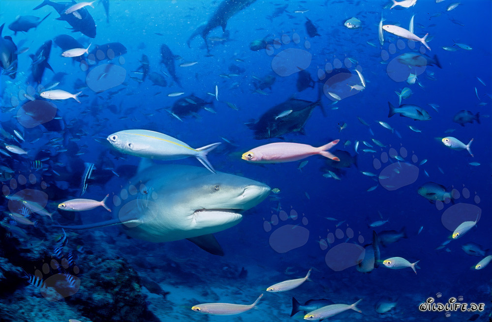 Requin bouledogue imposant entouré d'un banc de poissons