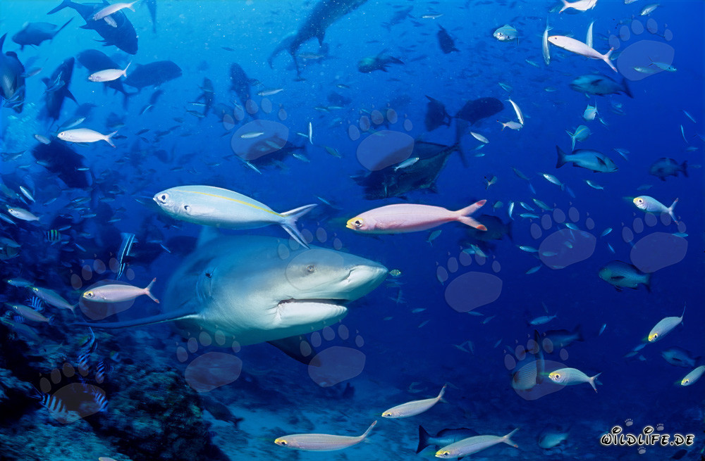 Imponente squalo toro circondato da un banco di pesci