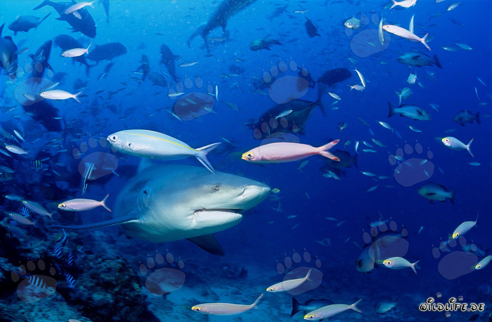 Impresionante tiburón toro rodeado de un banco de peces