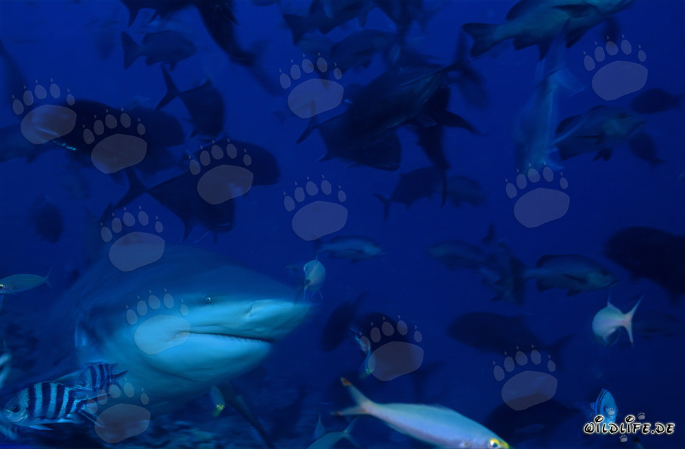 Bull Shark - Fascinating Predator of the Seas