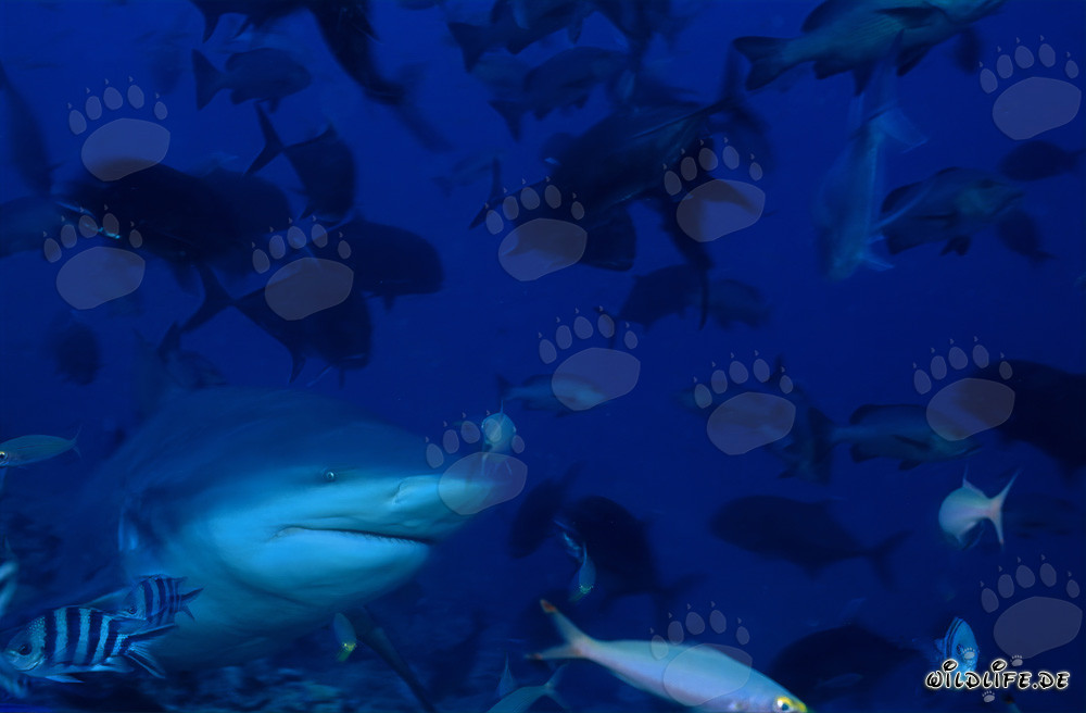 Requin taureau - Prédateur fascinant des mers