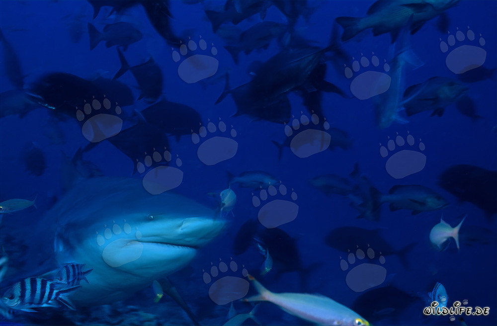 Tiburón toro - Fascinante depredador de los mares