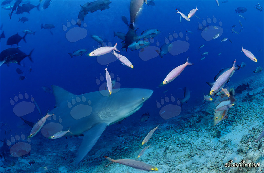 Bull shark on the reef slope