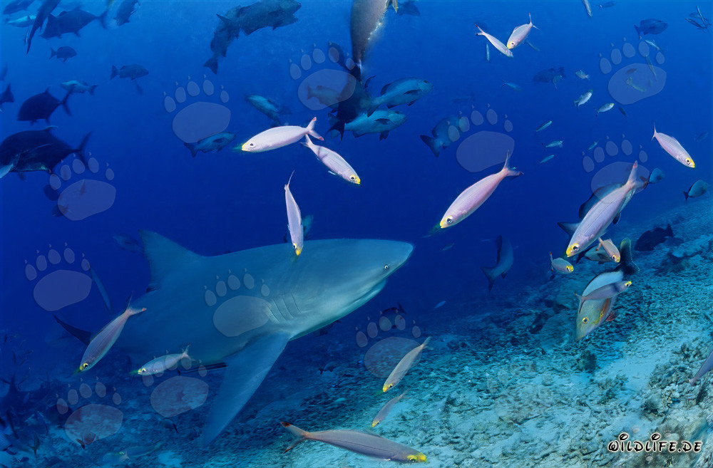 Requin taureau sur le récif des déchets