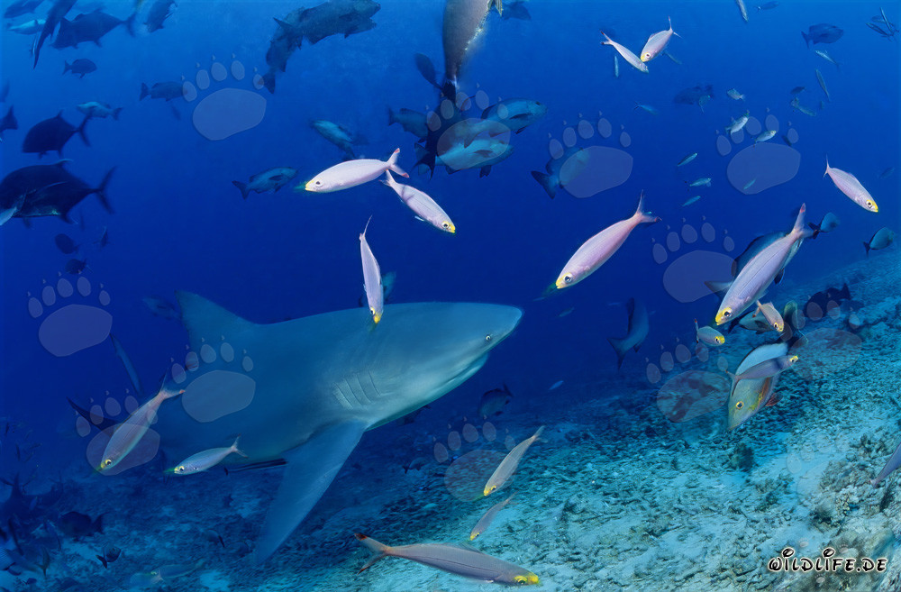 Squalo toro sulla barriera dei rifiuti