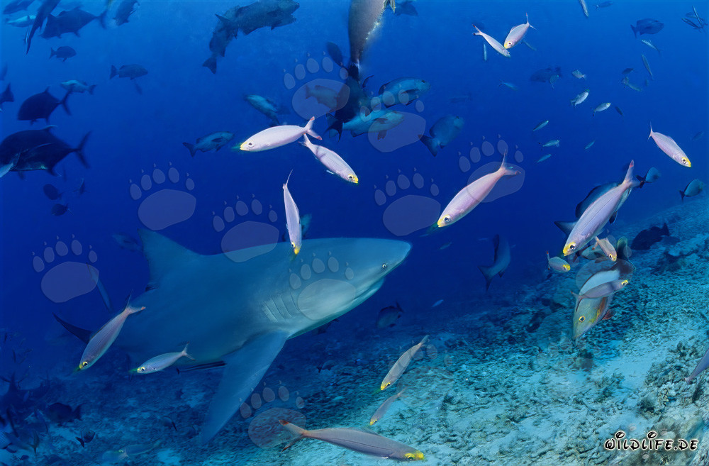 Tiburón toro en el arrecife de desechos