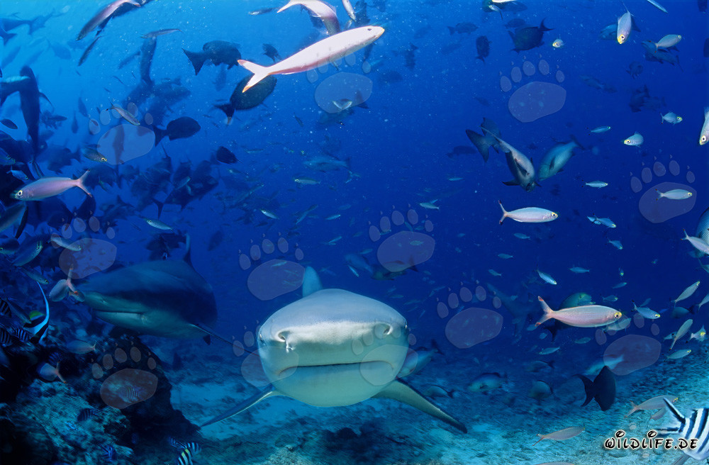 Impressive Bull Sharks Approaching Directly