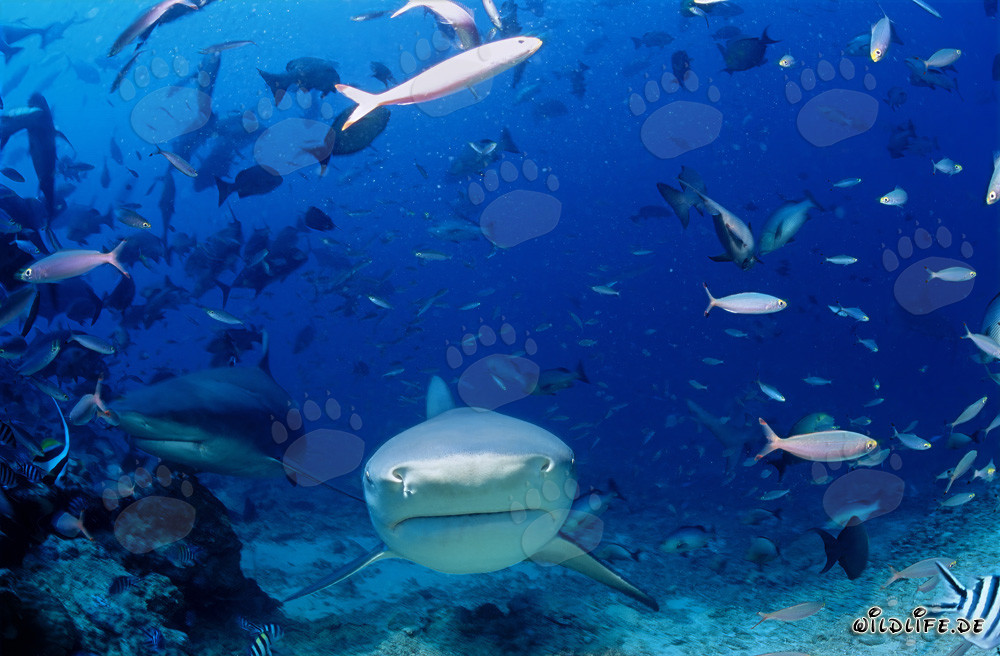 Imposante Bullenhaie im direkten Anschwimmen