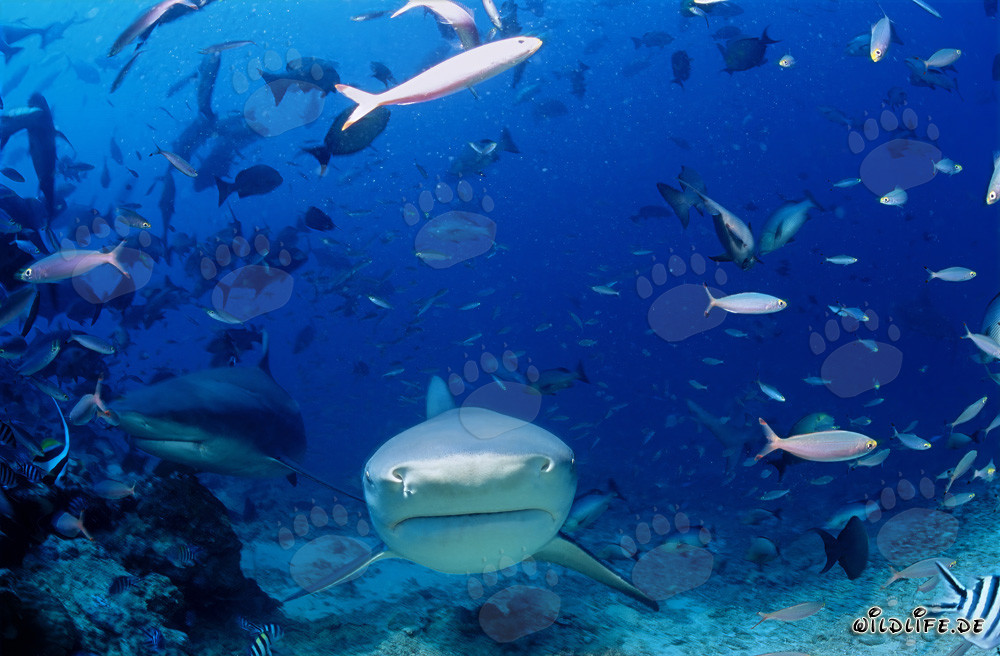 Impressionnants requins taureaux s'approchant directement