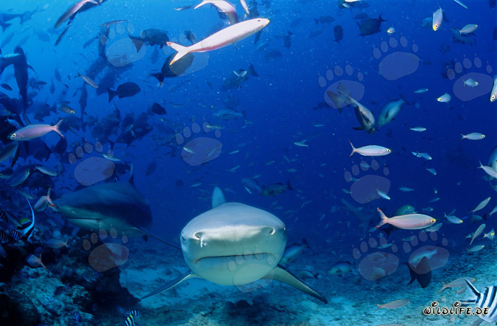 Imponenti squali toro che si avvicinano direttamente