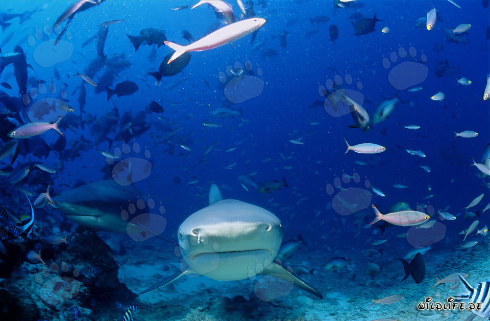 Impresionantes tiburones toro acercándose directamente