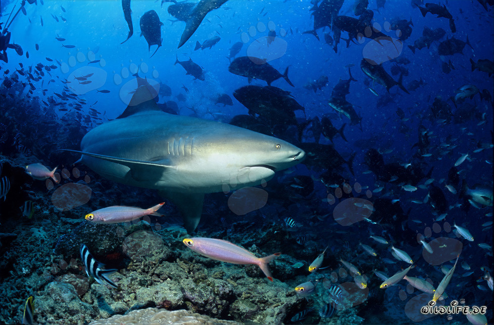 Impressive bull shark changes its swimming direction in front of the coral reef