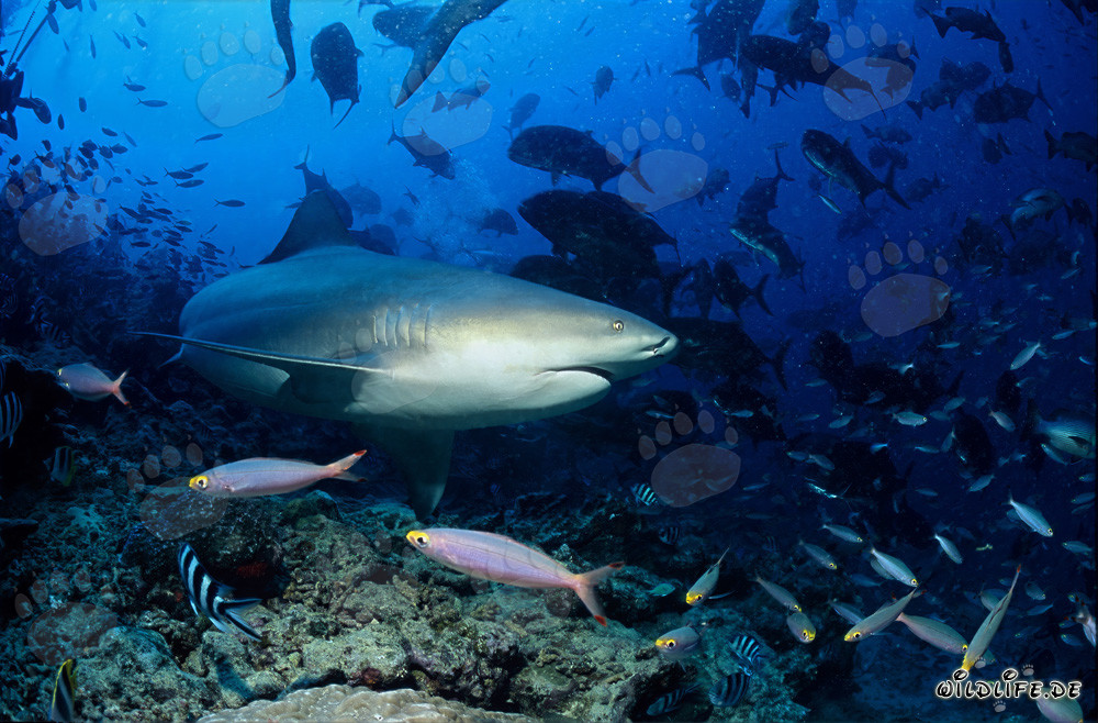 Imponente squalo toro cambia direzione di nuoto davanti alla barriera corallina