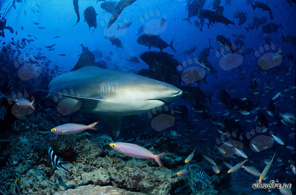 Impresionante tiburón toro cambia su dirección de nado frente al arrecife de coral