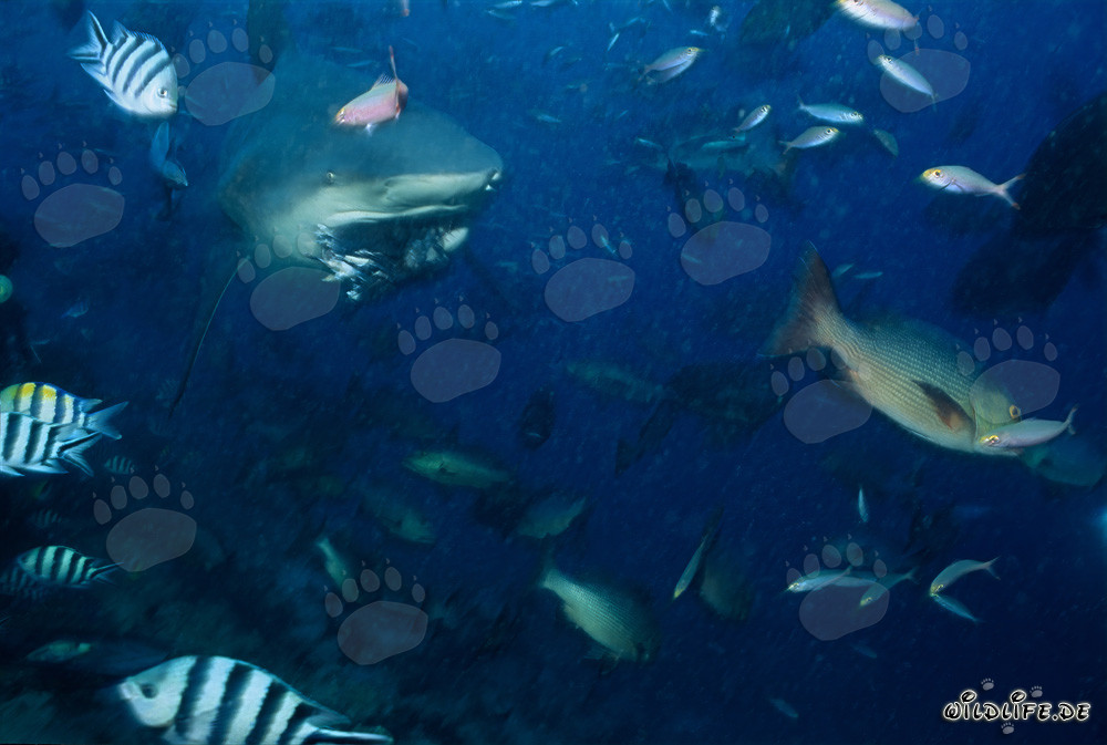 Bull shark has snapped a bait