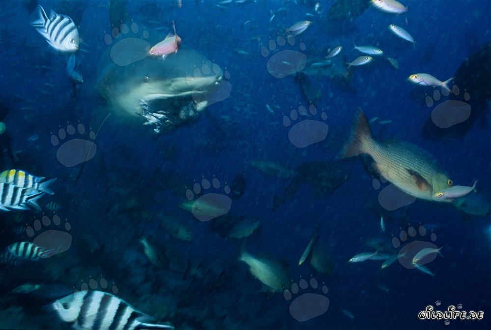 Requin taureau attrape un appât