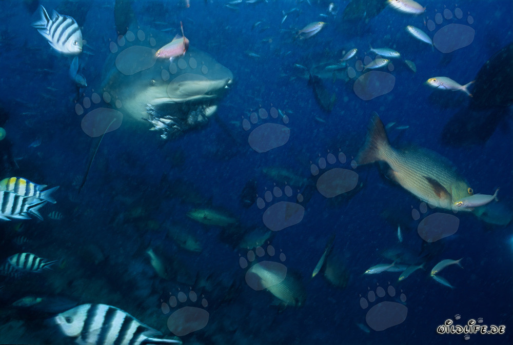 Lo squalo toro ha abboccato un'esca