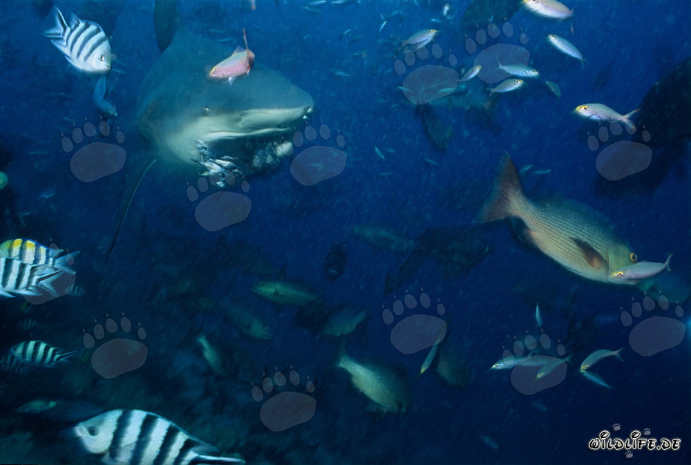 Tiburón toro ha mordido un cebo