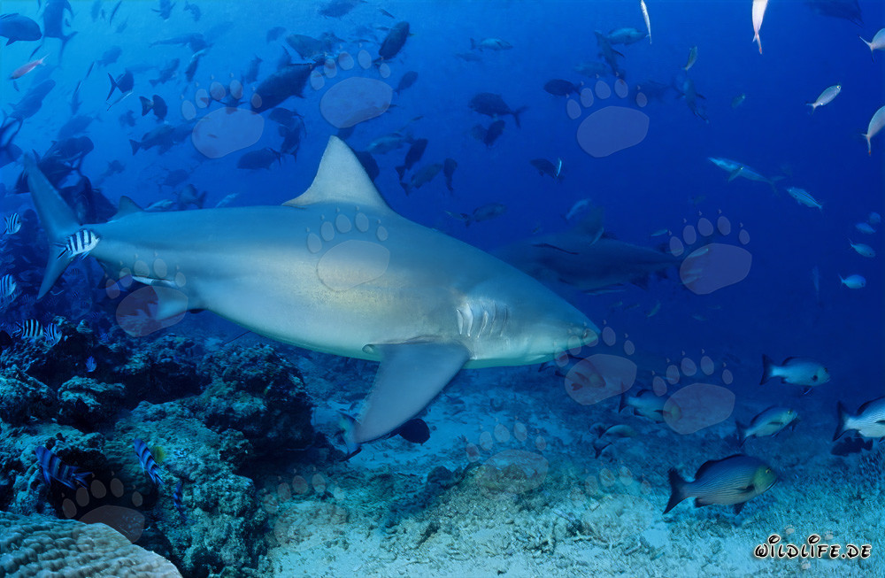 Impressive bull shark swimming close over coral reef