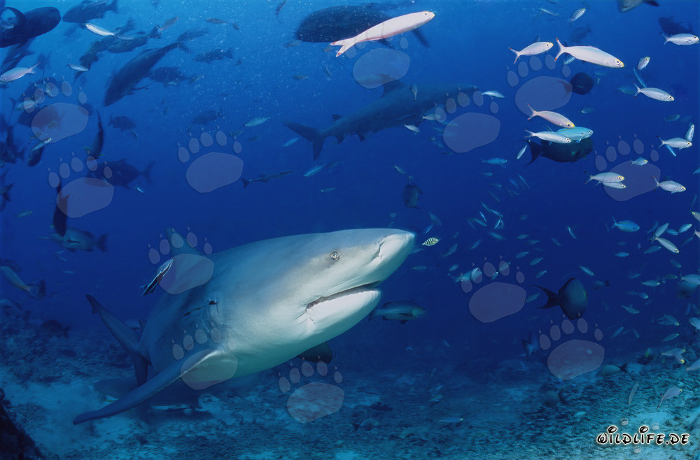 Bull shark exploring the Shark Reef at Beqa Lagoon, Fiji