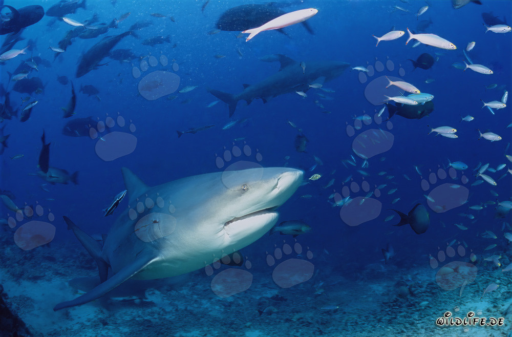 Bullenhai erkundet das Shark Reef auf Beqa Lagoon, Fiji