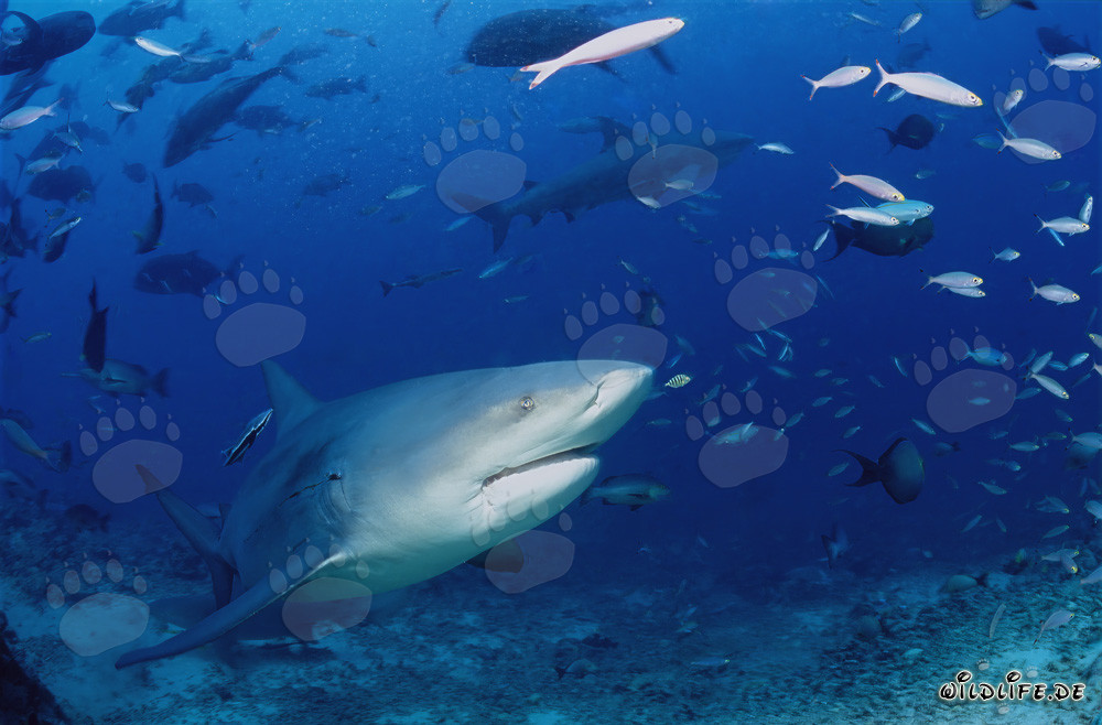 Requin-taureau explorant le récif de requins à Beqa Lagoon, Fidji