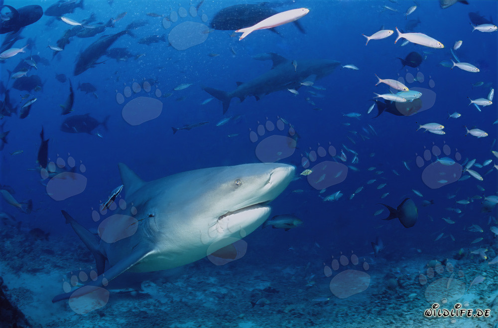 Squalo toro esplora il Shark Reef a Beqa Lagoon, Figi