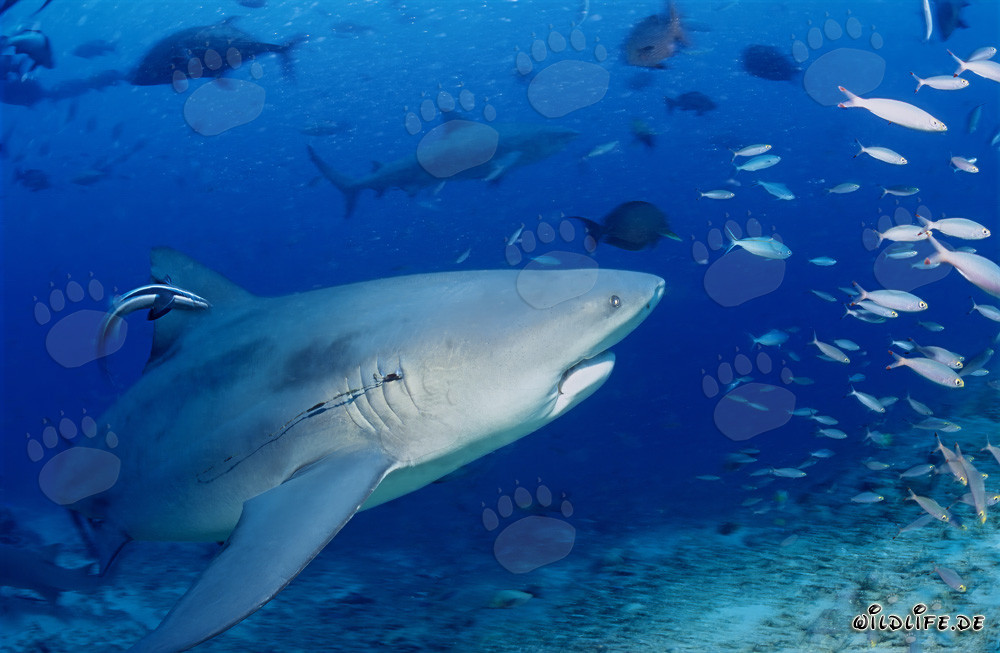 Bull Shark with fishing hook in the gills in Beqa Lagoon, Fiji
