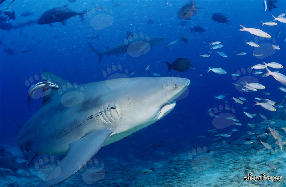 Requin bouledogue avec un hameçon dans les branchies dans le lagon de Beqa, Fidji