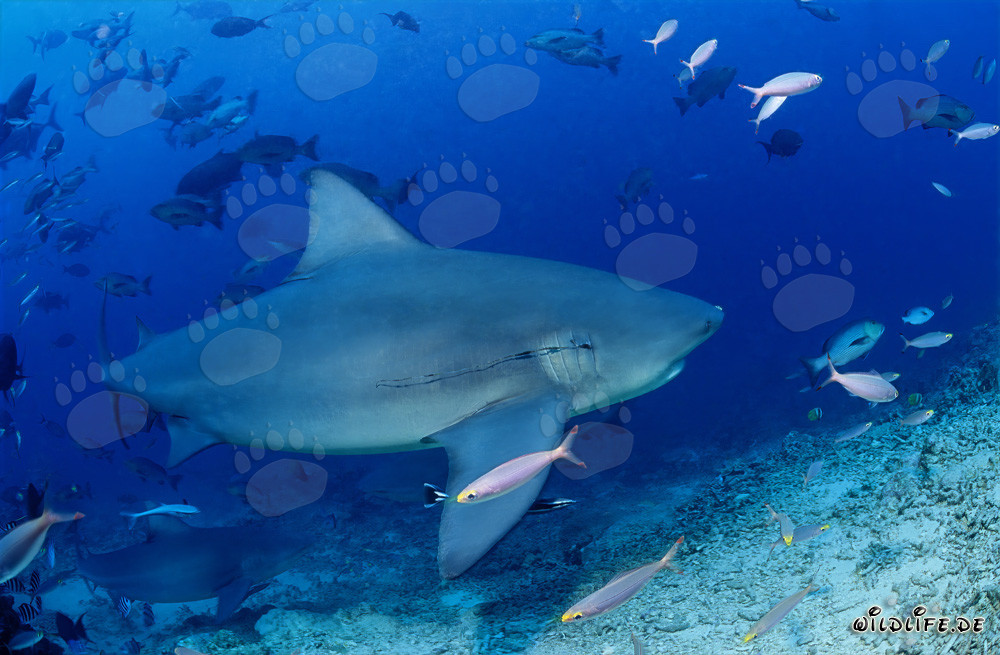 Requin taureau avec un hameçon dans les branchies