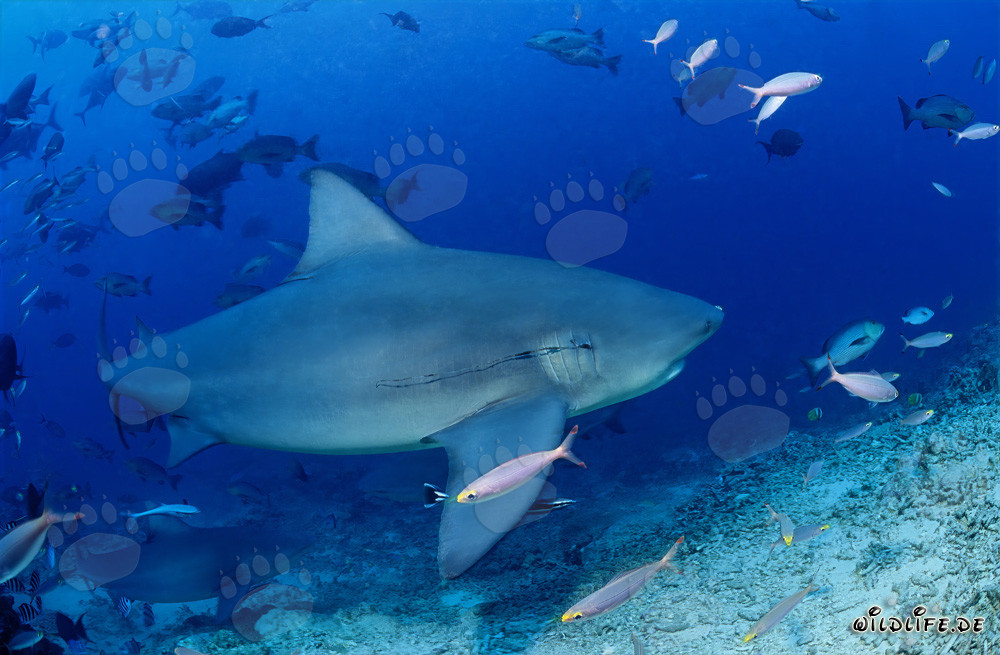 Squalo toro con amo nelle branchie