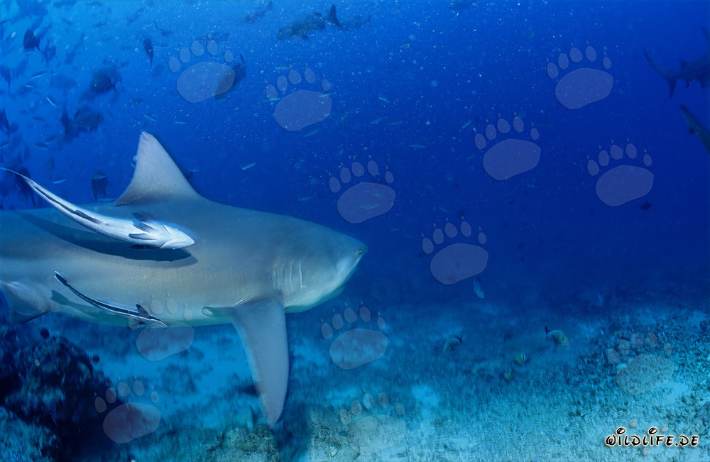 Majestic Bull Shark in Beqa Lagoon