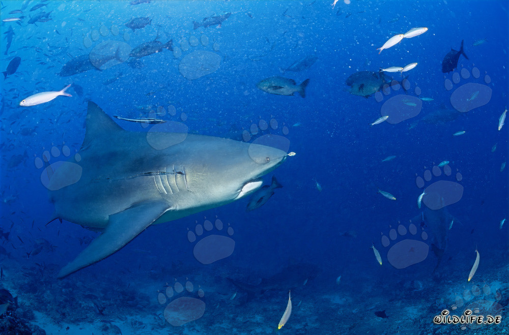 Bull shark in the Beqa lagoon