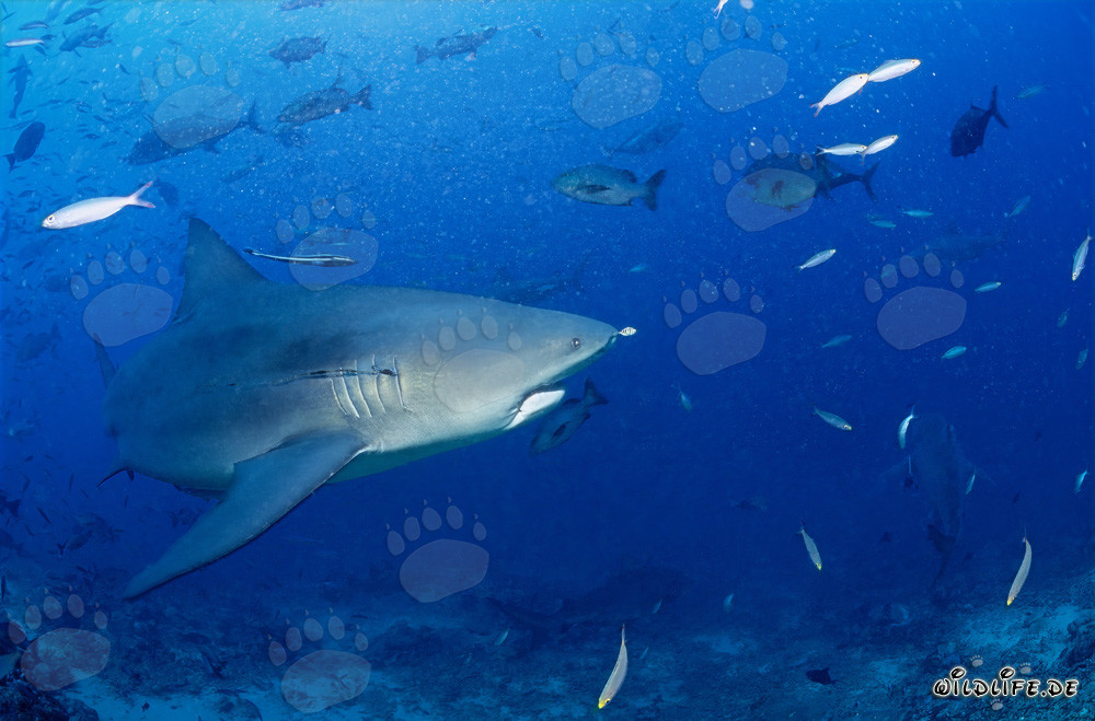 Requin taureau dans le lagon de Beqa