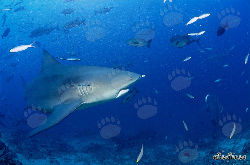 Squalo toro nella laguna di Beqa